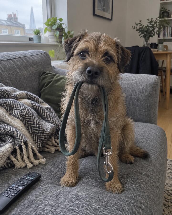 A scruffy terrier on a couch holding his leash in his mouth